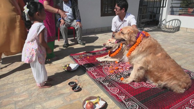 Nepal: Lễ hội Kukur Tihar tôn vinh “sứ giả của thần chết” - Ảnh 3.