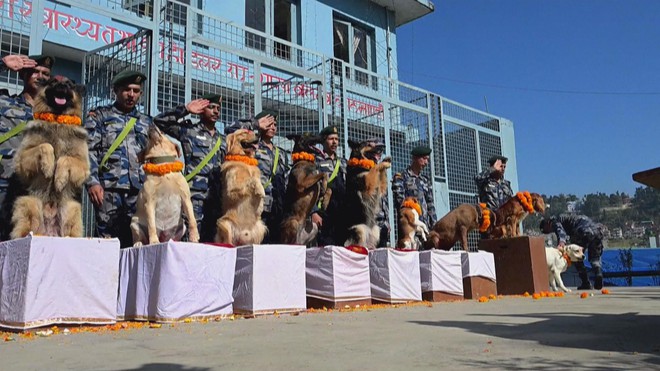 Nepal: Lễ hội Kukur Tihar tôn vinh “sứ giả của thần chết” - Ảnh 4.