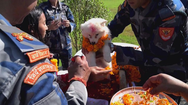 Nepal: Lễ hội Kukur Tihar tôn vinh “sứ giả của thần chết” - Ảnh 2.
