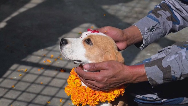 Nepal: Lễ hội Kukur Tihar tôn vinh “sứ giả của thần chết” - Ảnh 1.