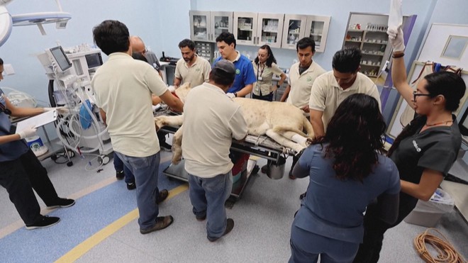 Mexico: Phẫu thuật sư tử cái mắc ung thư tế bào da - Ảnh 3.