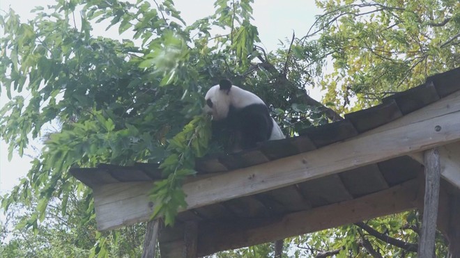 Pháp: Vườn thú Beauval sắp chia tay 2 gấu trúc Hoan Hoan và Viên Tử - Ảnh 2.
