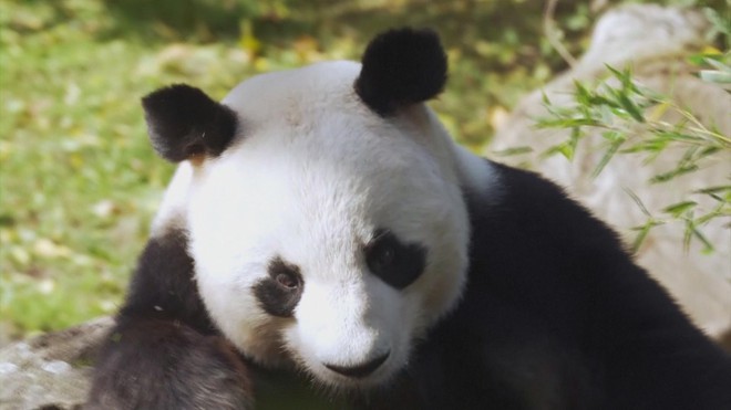 Pháp: Vườn thú Beauval sắp chia tay 2 gấu trúc Hoan Hoan và Viên Tử - Ảnh 1.