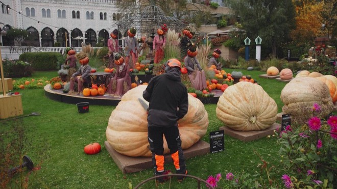 Bí ngô hơn 900kg chiến thắng cuộc thi Halloween tại Đan Mạch- Ảnh 4. Bí ngô hơn 900kg chiến thắng cuộc thi Halloween tại Đan Mạch- Ảnh 4.