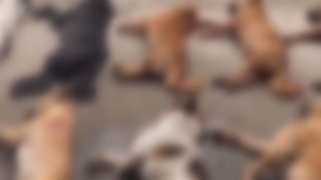 Chương trình 60 Giây ngày 26/10/2025 | Phòng Cảnh sát Hình sự TP. Hồ Chí Minh bắt giữ 4 đối tượng trộm cắp và tiêu thụ chó, mèo - Ảnh 3.