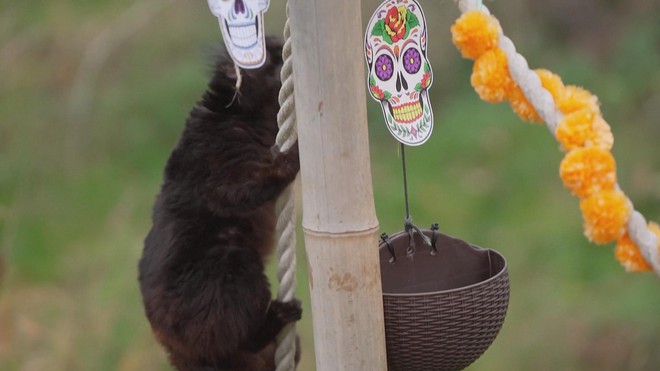 Anh: Tận hưởng lễ hội Halloween sớm ở vườn thú Whipsnade - Ảnh 4.