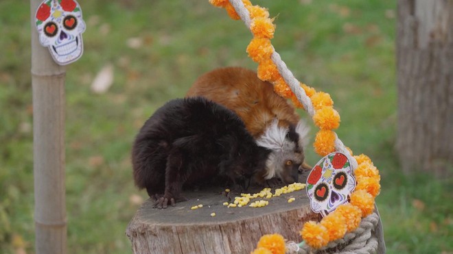 Anh: Tận hưởng lễ hội Halloween sớm ở vườn thú Whipsnade - Ảnh 5.