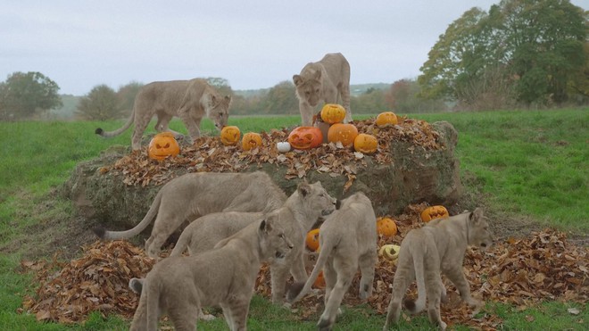Anh: Tận hưởng lễ hội Halloween sớm ở vườn thú Whipsnade - Ảnh 1.