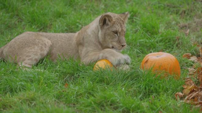 Anh: Tận hưởng lễ hội Halloween sớm ở vườn thú Whipsnade - Ảnh 2.
