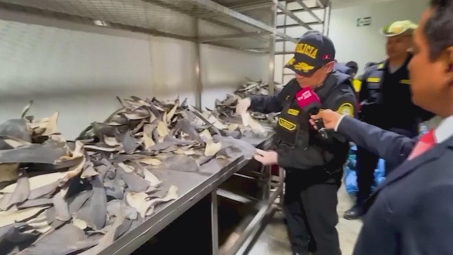 Peru: Phát hiện một lô vây cá mập lớn chuẩn bị đến châu Á - Ảnh 2.