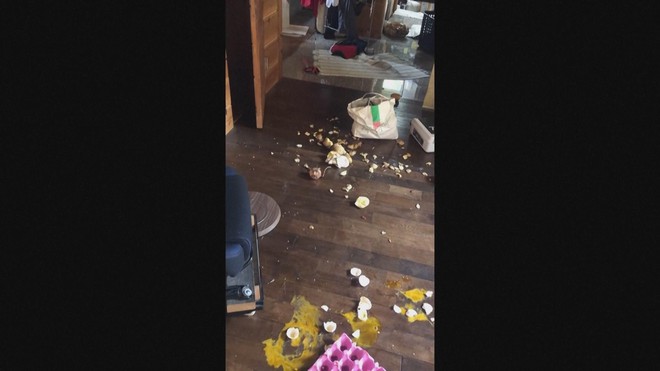 Khỉ tuyết - nguồn cơn phiền toái ở Nagano, Nhật Bản - Ảnh 2.