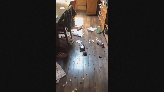 Khỉ tuyết - nguồn cơn phiền toái ở Nagano, Nhật Bản - Ảnh 1.