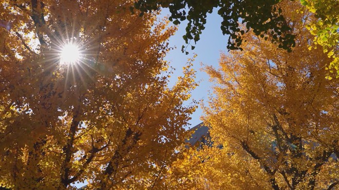 Nhật Bản: Chiêm ngưỡng vẻ đẹp của núi Phú Sĩ vào mùa thu - Ảnh 1.