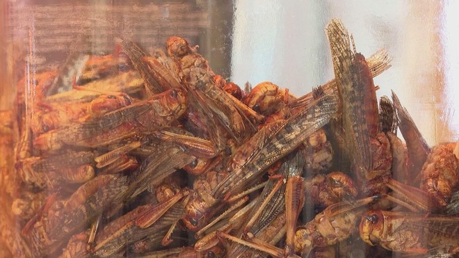 Đức: Quán cà phê phục vụ món SALAD... côn trùng! - Ảnh 5.