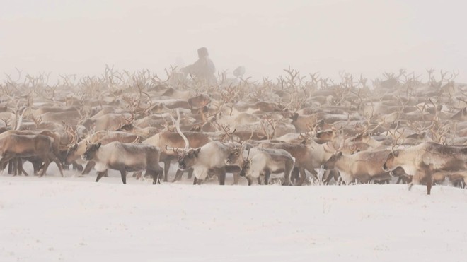 Độc đáo cảnh tượng Tuần lộc di cư ở Nga - Ảnh 1.
