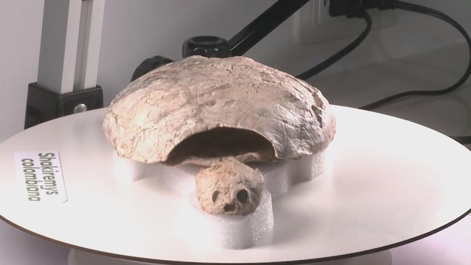 Phát hiện hóa thạch rùa 13 triệu năm ở Colombia - Ảnh 3.