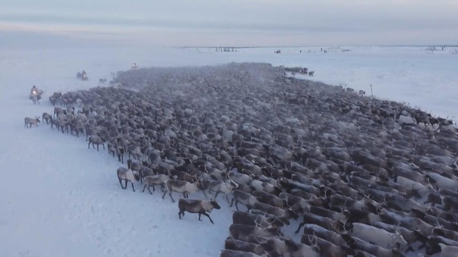 Độc đáo cảnh tượng Tuần lộc di cư ở Nga - Ảnh 2.
