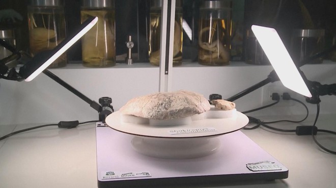 Phát hiện hóa thạch rùa 13 triệu năm ở Colombia - Ảnh 1.