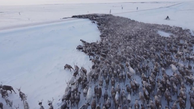 Độc đáo cảnh tượng Tuần lộc di cư ở Nga - Ảnh 3.