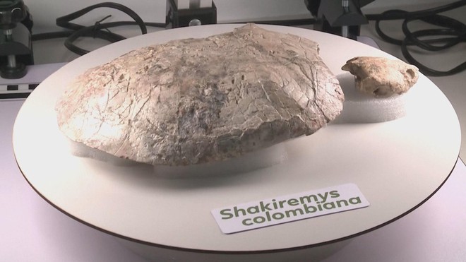 Phát hiện hóa thạch rùa 13 triệu năm ở Colombia - Ảnh 4.