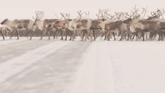 Độc đáo cảnh tượng Tuần lộc di cư ở Nga - Ảnh 4.