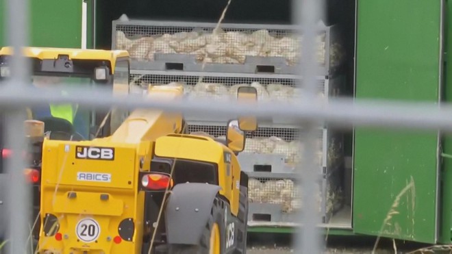 Thế giới ghi nhận ca tử vong đầu tiên do biến thể cúm gia cầm H5N5- Ảnh 3. Thế giới ghi nhận ca tử vong đầu tiên do biến thể cúm gia cầm H5N5- Ảnh 3.