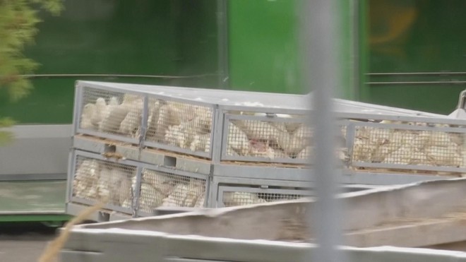 Thế giới ghi nhận ca tử vong đầu tiên do biến thể cúm gia cầm H5N5- Ảnh 1. Thế giới ghi nhận ca tử vong đầu tiên do biến thể cúm gia cầm H5N5- Ảnh 1.