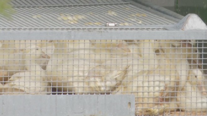 Thế giới ghi nhận ca tử vong đầu tiên do biến thể cúm gia cầm H5N5- Ảnh 2. Thế giới ghi nhận ca tử vong đầu tiên do biến thể cúm gia cầm H5N5- Ảnh 2.