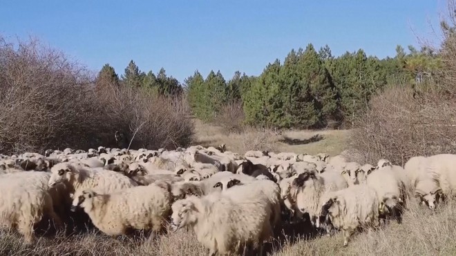 Biến lông cừu thừa thành phân bón hữu cơ tại Croatia- Ảnh 3.