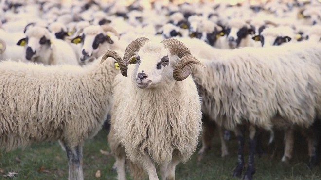 Biến lông cừu thừa thành phân bón hữu cơ tại Croatia- Ảnh 4.