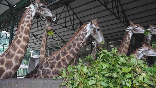 Trung Quốc: Vườn thú trang bị thiết bị sưởi ấm cho thú - Ảnh 1.