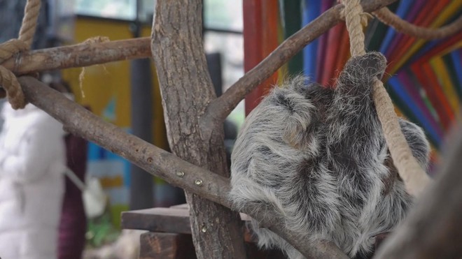 Trung Quốc: Vườn thú trang bị thiết bị sưởi ấm cho thú - Ảnh 2.