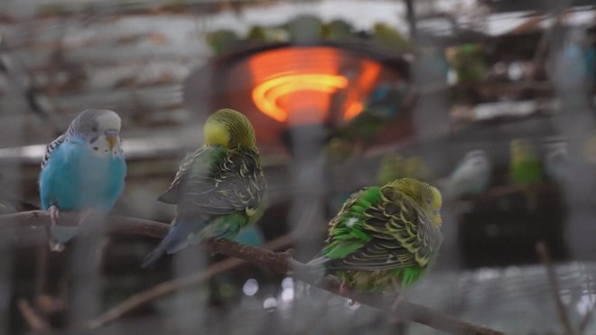 Trung Quốc: Vườn thú trang bị thiết bị sưởi ấm cho thú - Ảnh 4.