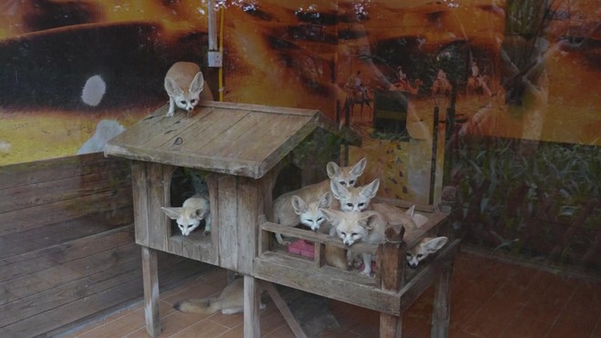 Trung Quốc: Vườn thú trang bị thiết bị sưởi ấm cho thú - Ảnh 3.