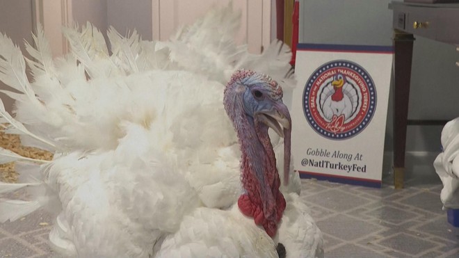 2 chú gà tây may mắn nhất nước Mỹ dịp Lễ Tạ ơn - Ảnh 1.