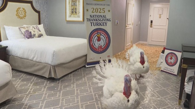 2 chú gà tây may mắn nhất nước Mỹ dịp Lễ Tạ ơn - Ảnh 4.
