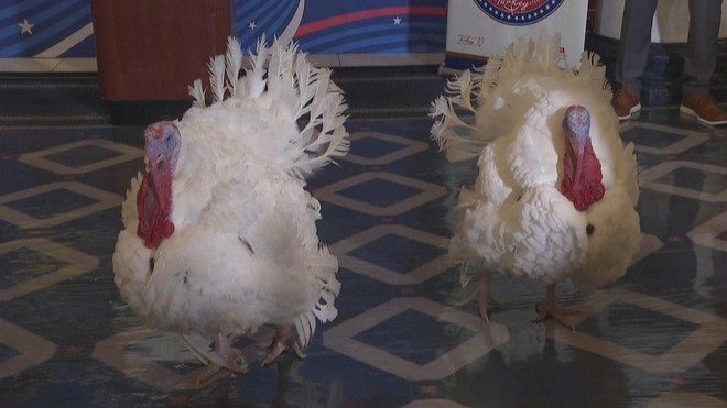 2 chú gà tây may mắn nhất nước Mỹ dịp Lễ Tạ ơn - Ảnh 6.