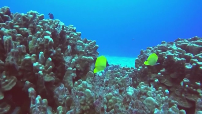 Australia thử nghiệm hệ thống robot thuyền A.I. - Ảnh 5.