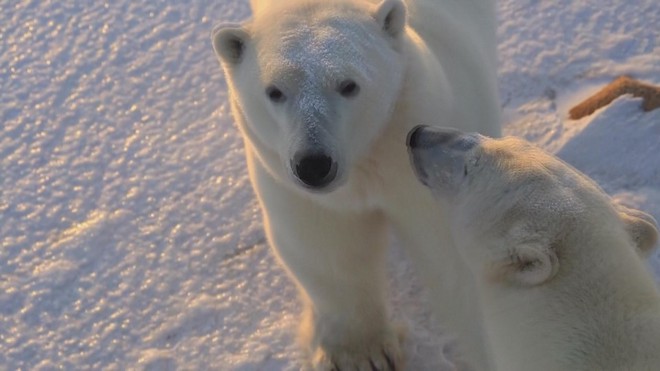 Công nghệ cao hỗ trợ bảo tồn gấu Bắc Cực - Ảnh 3.