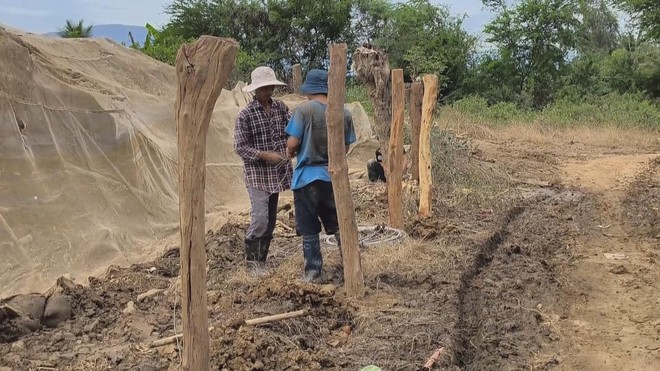 60 Giây ngày 30/11/2025 | Khánh Hòa: Nông dân chật vật khôi phục sản xuất sau mưa lũ - Ảnh 4.