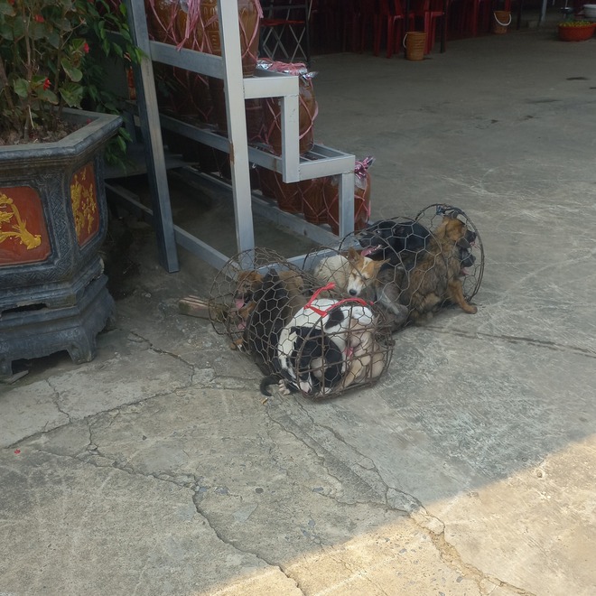 NewZround: Báo cáo sự tàn ác - Giúp chấm dứt buôn bán thịt chó và mèo - Ảnh 3.