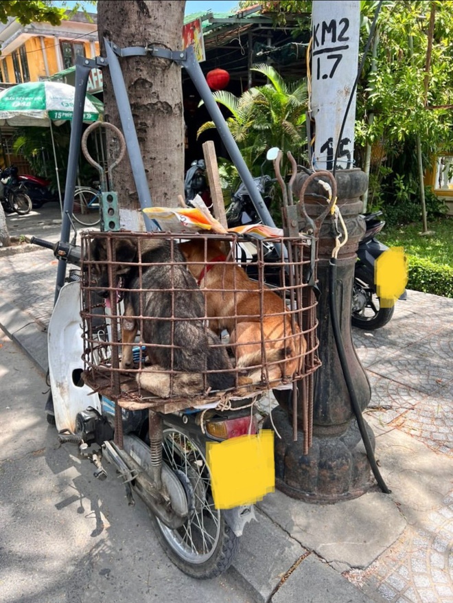 NewZround: Báo cáo sự tàn ác - Giúp chấm dứt buôn bán thịt chó và mèo - Ảnh 2.