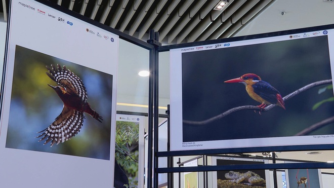 "Vũ điệu từ thiên nhiên" 2025: Triển lãm ảnh đa dạng sinh học ngoạn mục tại TP. Hồ Chí Minh- Ảnh 1. "Vũ điệu từ thiên nhiên" 2025: Triển lãm ảnh đa dạng sinh học ngoạn mục tại TP. Hồ Chí Minh- Ảnh 1.