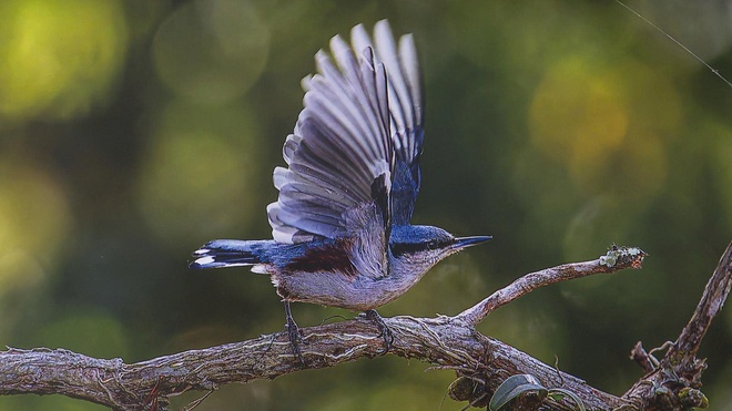 "Vũ điệu từ thiên nhiên" 2025: Triển lãm ảnh đa dạng sinh học ngoạn mục tại TP. Hồ Chí Minh- Ảnh 2. "Vũ điệu từ thiên nhiên" 2025: Triển lãm ảnh đa dạng sinh học ngoạn mục tại TP. Hồ Chí Minh- Ảnh 2.