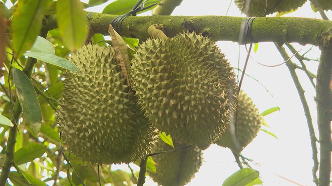 60 Giây ngày 10/12/2025 | UNESCO vinh danh nghề làm tranh dân gian Đông Hồ của Việt Nam - Ảnh 4.