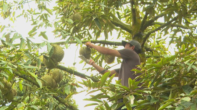 60 Giây ngày 10/12/2025 | UNESCO vinh danh nghề làm tranh dân gian Đông Hồ của Việt Nam - Ảnh 5.