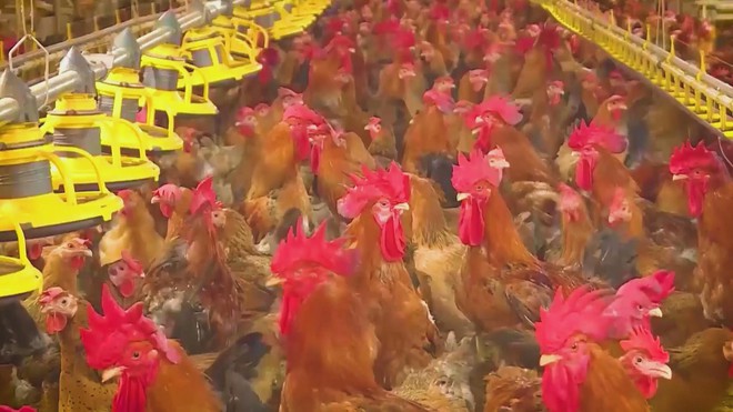 60 Giây ngày 10/12/2025 | UNESCO vinh danh nghề làm tranh dân gian Đông Hồ của Việt Nam - Ảnh 8.