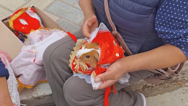 Peru: Cuộc thi thời trang cho... chuột lang - Ảnh 2.