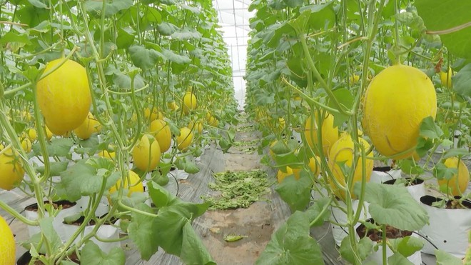 Vươn khơi - Ngày 10/12/2025 | Cầu đường vượt biển Cần Giờ - Vũng Tàu sẽ khởi công trong năm 2026 - Ảnh 7.