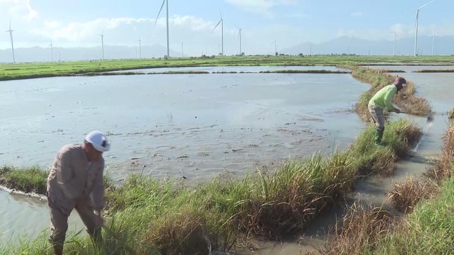 Tỉnh Khánh Hòa khôi phục sản xuất nông nghiệp sau mưa lũ - Ảnh 4.